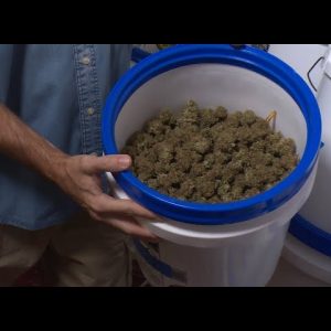 DIY: An Innovative, Automated Cannabis Curing System / Derek Gilman / Green Flower