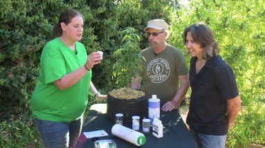 Create a Team of Cannabis Experts: Introducing Cannabis Training for Teams
