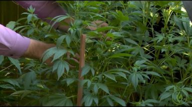 Backyard Cannabis Growing Tips: Dan Grace / Green Flower