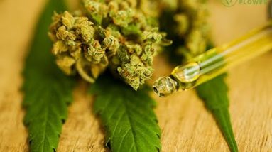 Understanding Cannabinoids: Your Complete Cannabis Guide / Samantha Miller / Green Flower