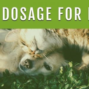 CBD DOSAGE FOR DOGS - How Much CBD Oil Should I Give My Dog?