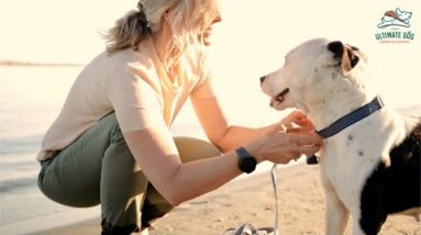 CBD for Dogs with Arthritis or Joint Pain - Does it Work?