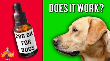 CBD For Dogs - A Miracle Cure for Seizures, Pain + Cancer (what you need to know)?