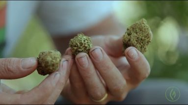 How to Judge Cannabis as a Connoisseur: Casey O'Neill / Green Flower