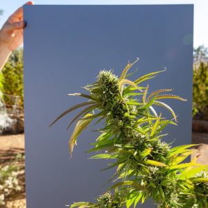 Regenerative Cannabis Cultivation Techniques: Benefits of Compost Tea/ Dr. David White /Green Flower
