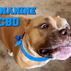 My Dogs Takes CBD | Product Review