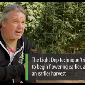 Cannabis Cultivation Using Light Deprivation: Kevin Jodrey - Green Flower Cultivation Course