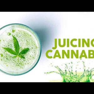 Cannabis Juicing: How To, Basics & Benefits - Mandee Lee - Try This / Green Flower
