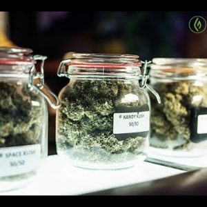 Core Knowledge Every Cannabis Budtender Should Know / Max Montrose / Green Flower