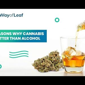 7 Reasons Why Cannabis Is Better Than Alcohol