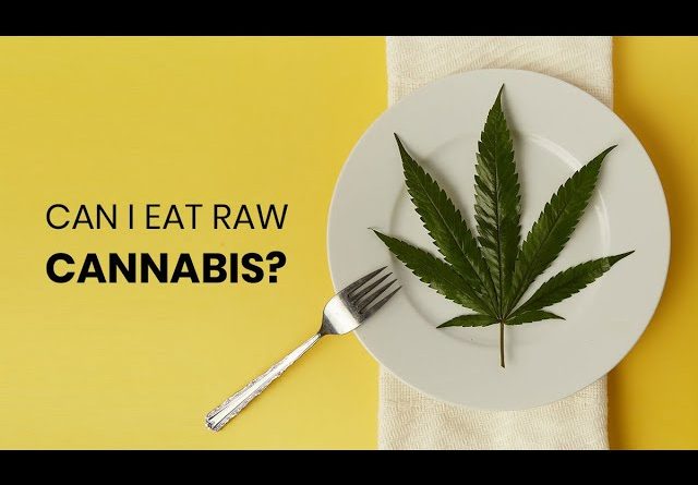 Can you Eat Raw Cannabis?