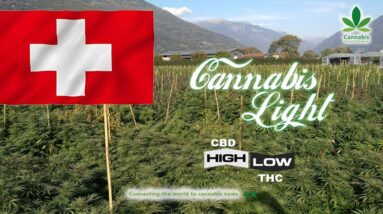 Cannabis Light: High CBD, Low THC. A New Hype? | Cannabis News Network
