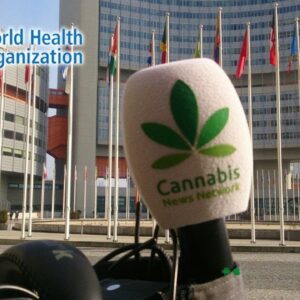 WHO Stuck Between Politics to Reschedule Cannabis within the UN | Cannabis News Network