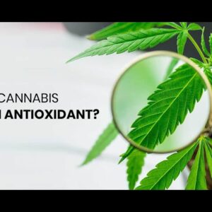 Is Cannabis an Antioxidant?