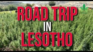 Road Trip In Lesotho: Africa's First Legal Cannabis Cultivation | Cannabis News Network