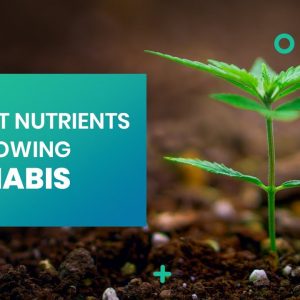 The Best Nutrients For Growing Cannabis