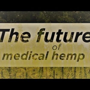 The future of medical hemp