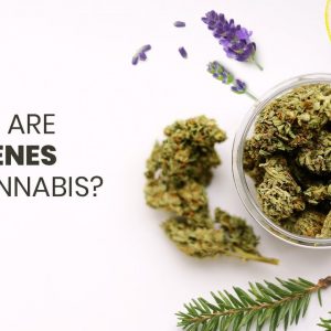 What Are Terpenes In Cannabis?