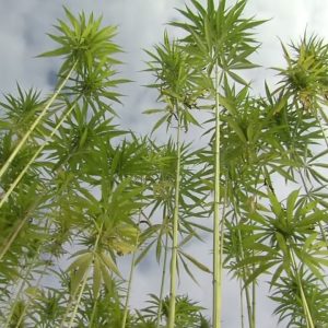 Why aren't we building more with hemp? - Part 1