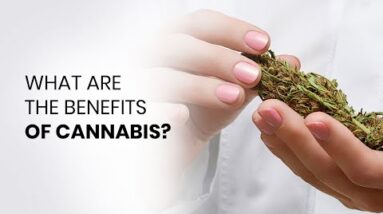 What Are the Benefits of Cannabis Use?