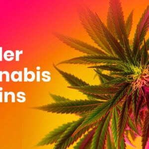 5 STRONGEST Weed Strains - for PRO Smokers Only!
