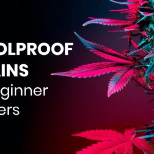 Top 3 EASIEST Cannabis Strains to Grow for Beginners