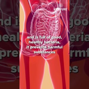 How does Leaky Gut occur?